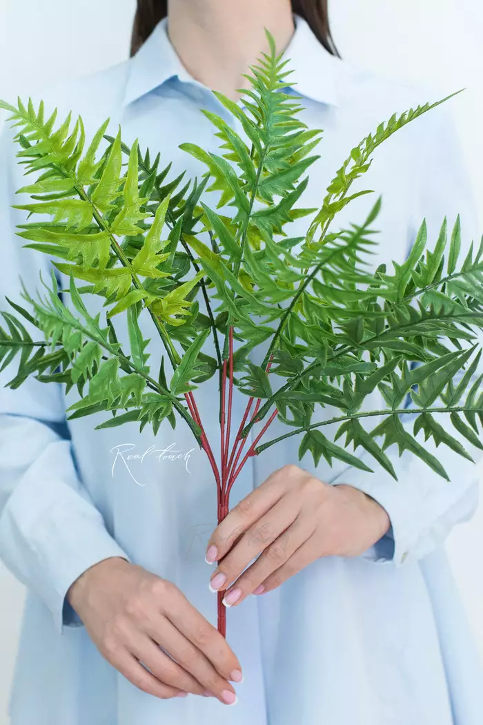 Оноклея короткая - Зеленый Оноклея короткая - Зеленый