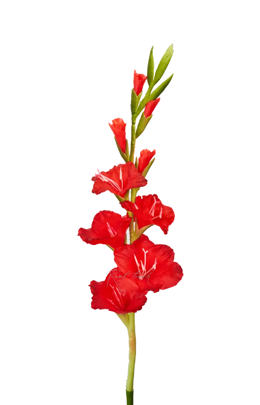 Гладиолус - Красный