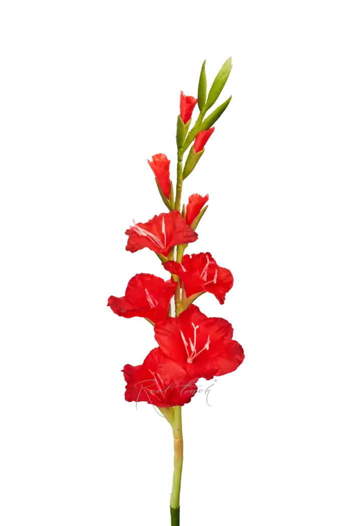 Гладиолус - Красный Гладиолус - Красный