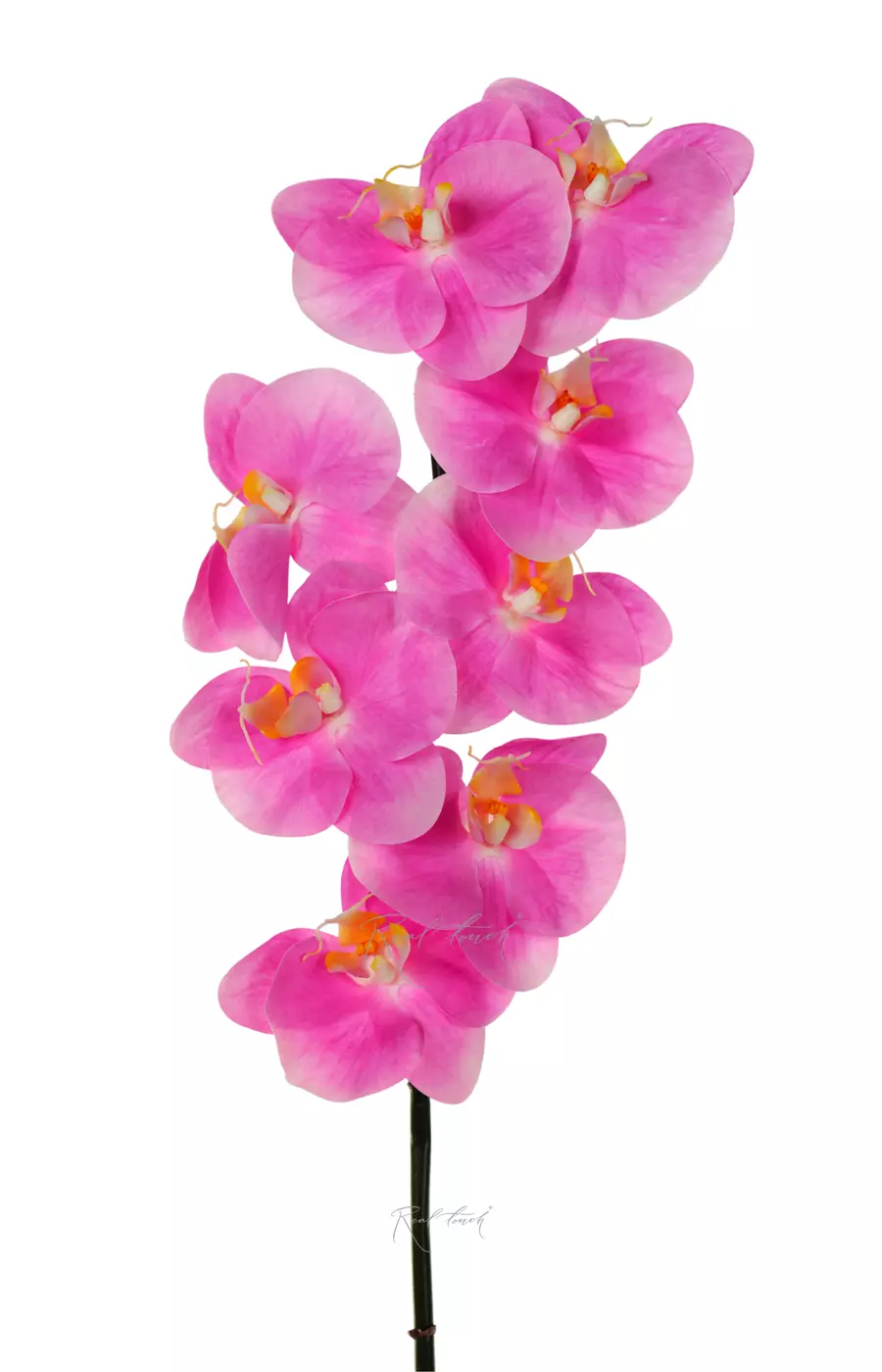 Орхидея Premium 8 соцветий - Ярко-розовый Орхидея Premium 8 соцветий - Ярко-розовый