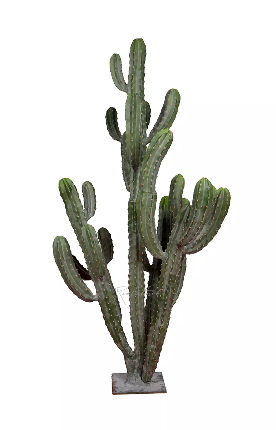 Цереус репандус 168см - Зеленый