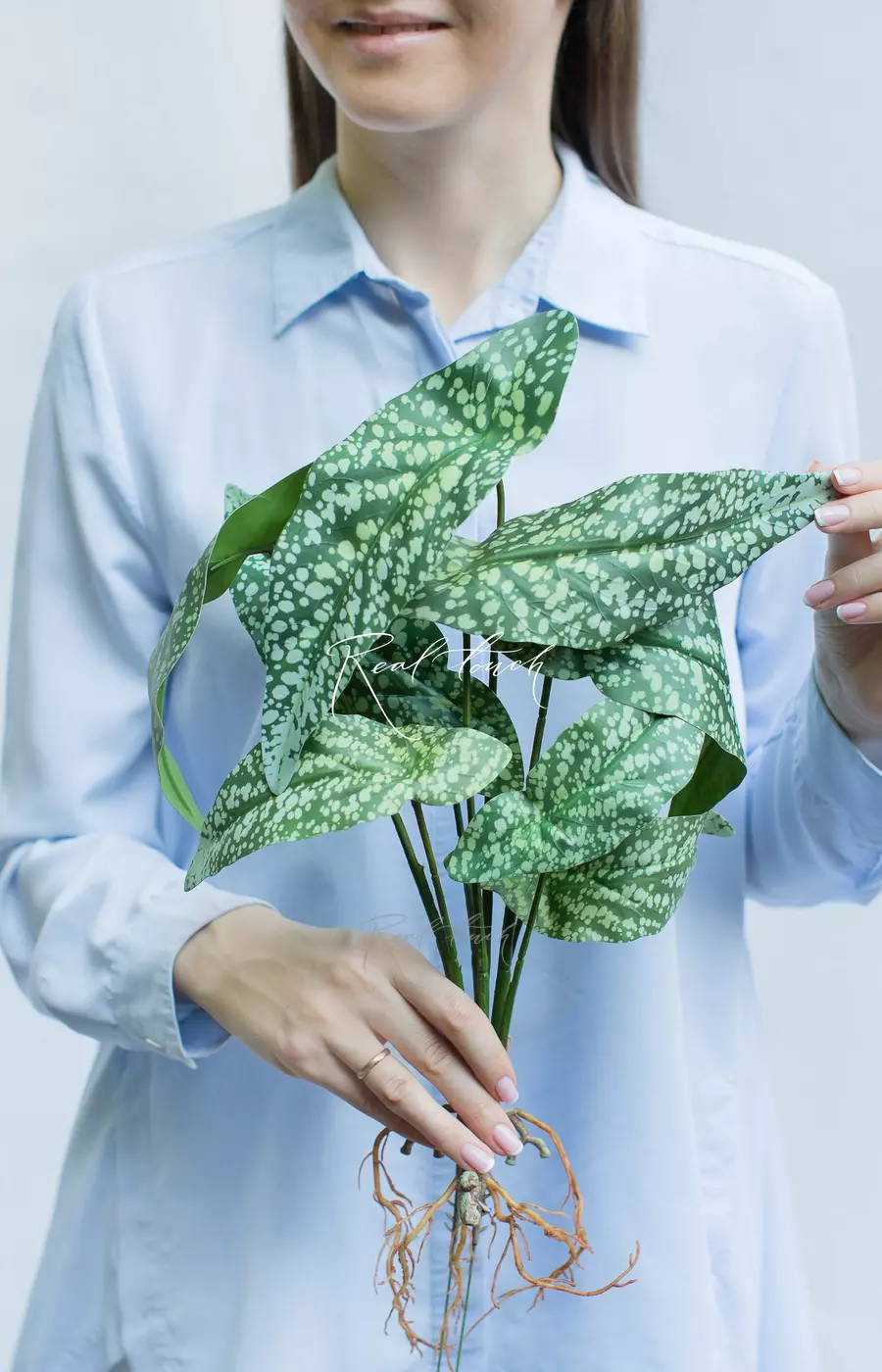 Бегония White ice из 8 листьев с корнями - Бело-зеленый Бегония White ice из 8 листьев с корнями - Бело-зеленый