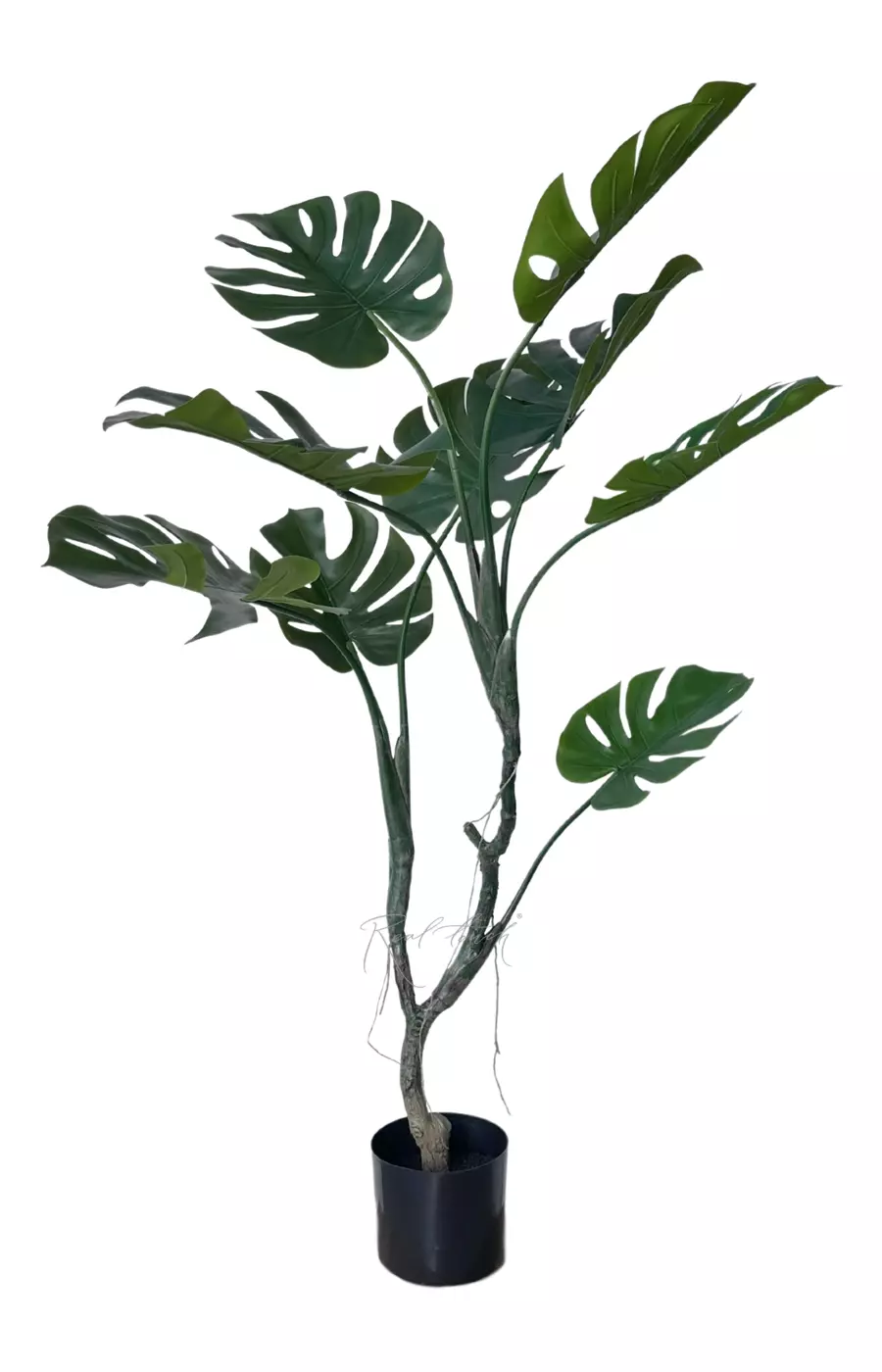 Монстера лиана в кашпо 125 см - Зеленый