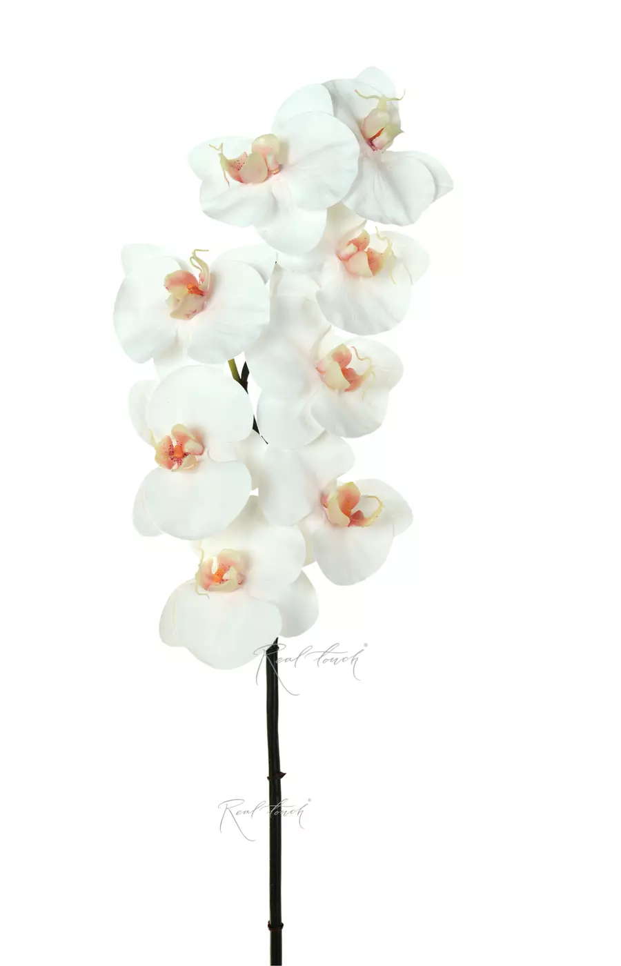 Орхидея Premium 8 соцветий (розовая сердцевина) - Белый