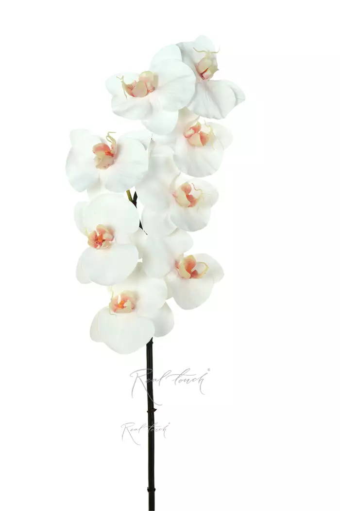 Орхидея Premium 8 соцветий (розовая сердцевина) - Белый