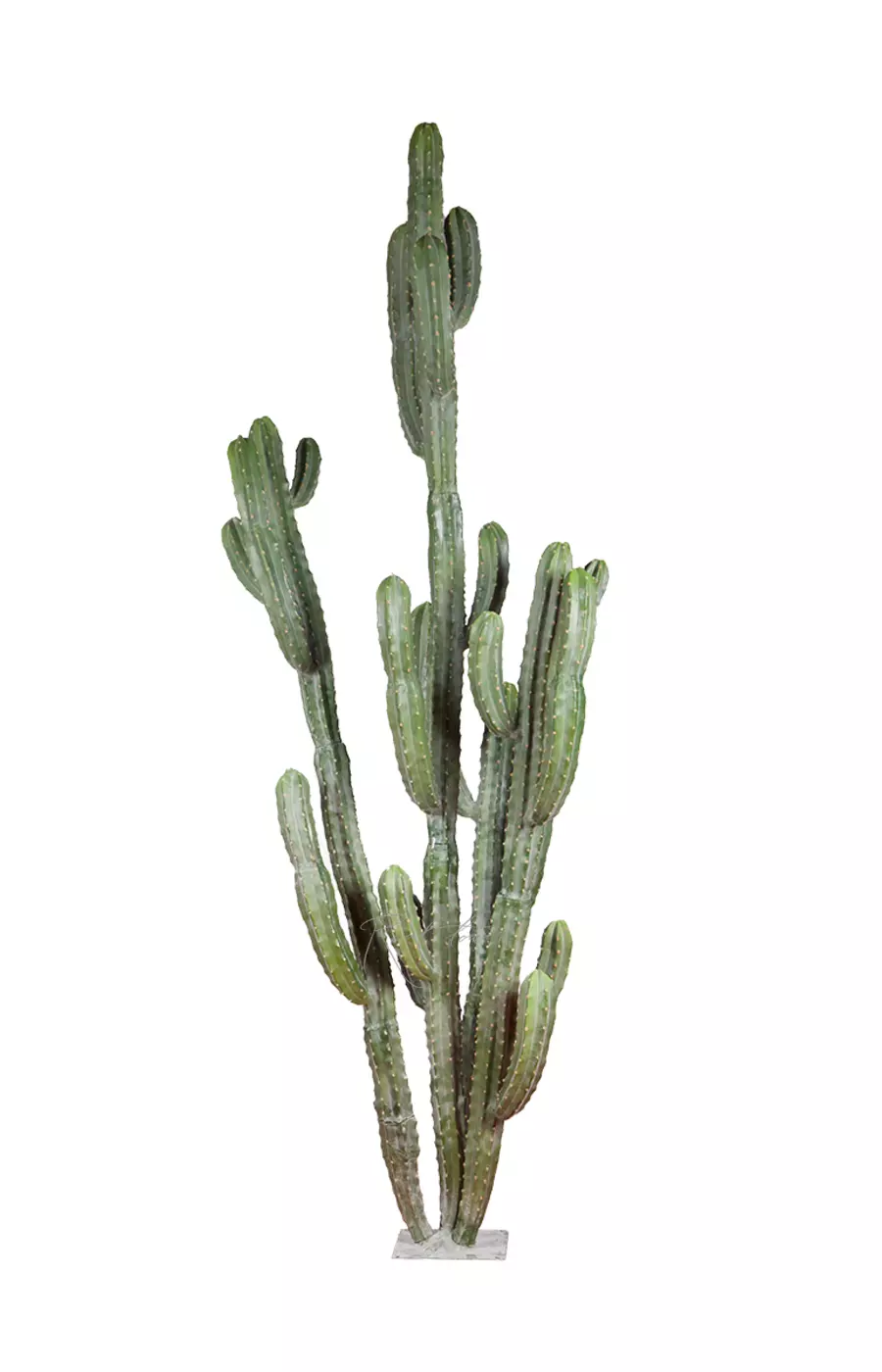 Цереус репандус 256м - Зеленый