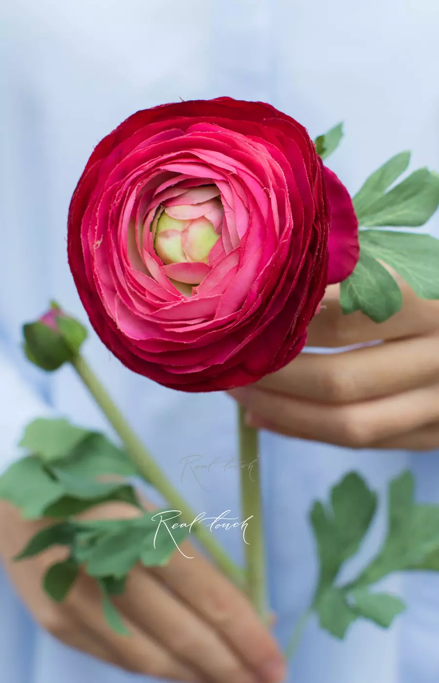 Ранункулюс Клуни крупный - Ярко-розовый