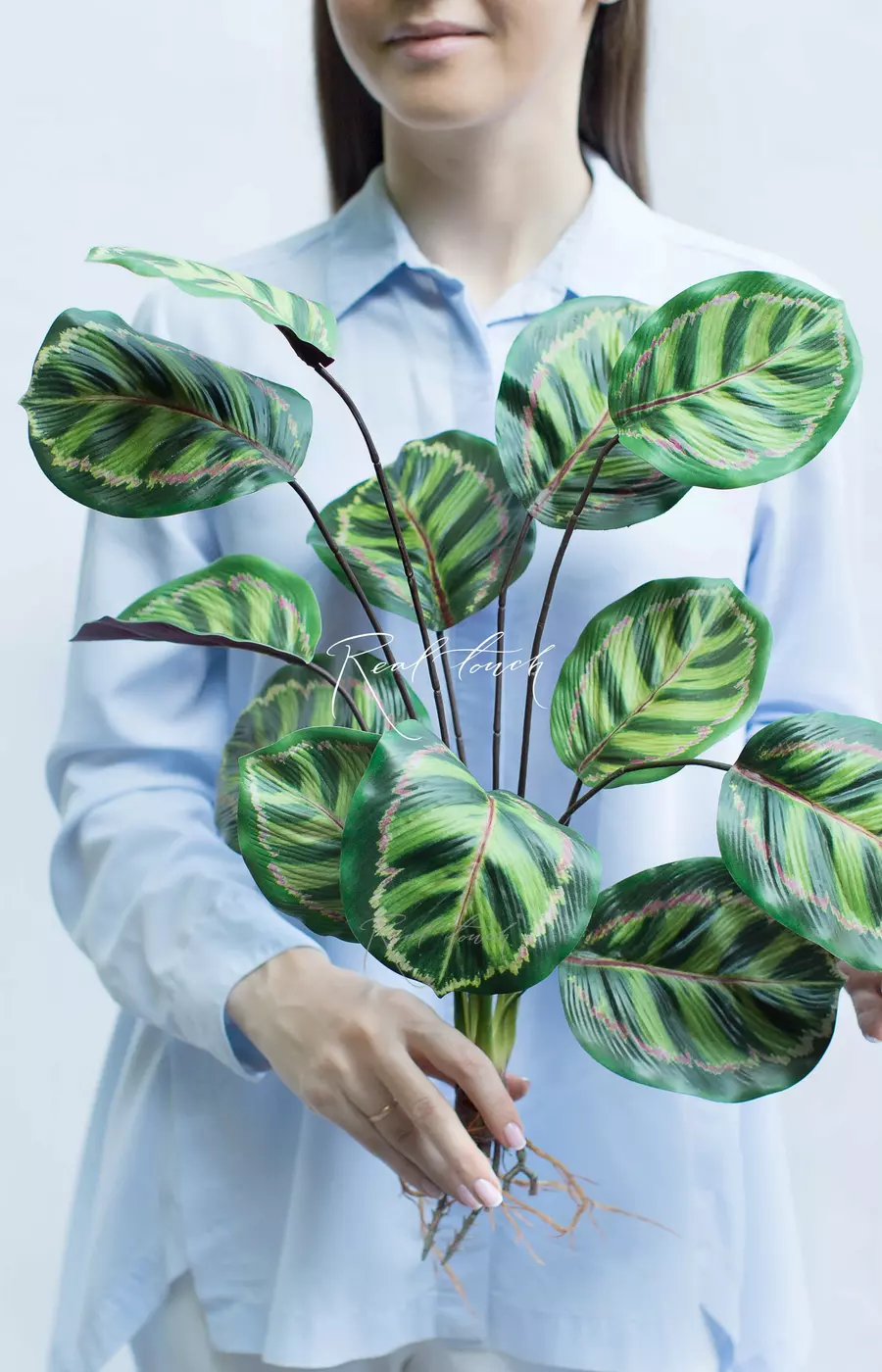 Калатея Ред Тайгер куст из 12 листьев с корнями - Зеленый