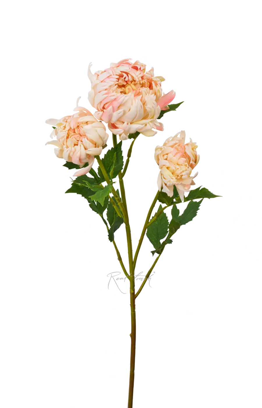 Хризантема Венский бал - Светло-розовый