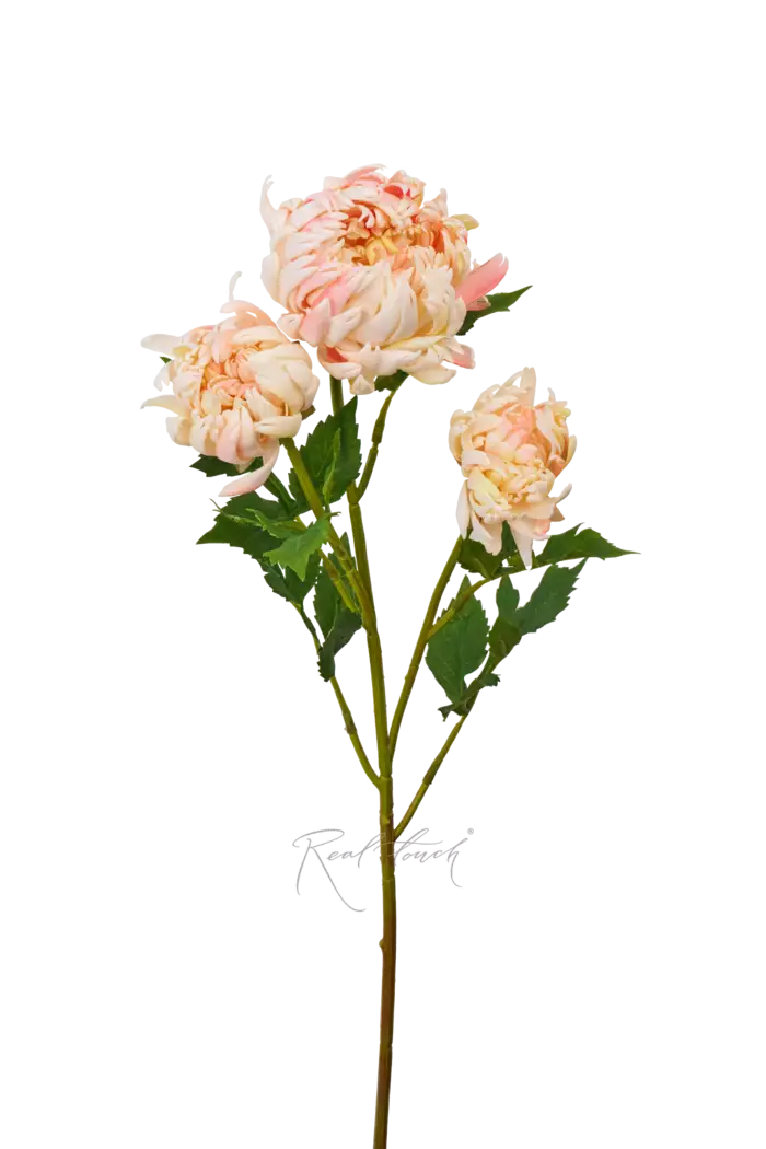 Хризантема Венский бал - Светло-розовый