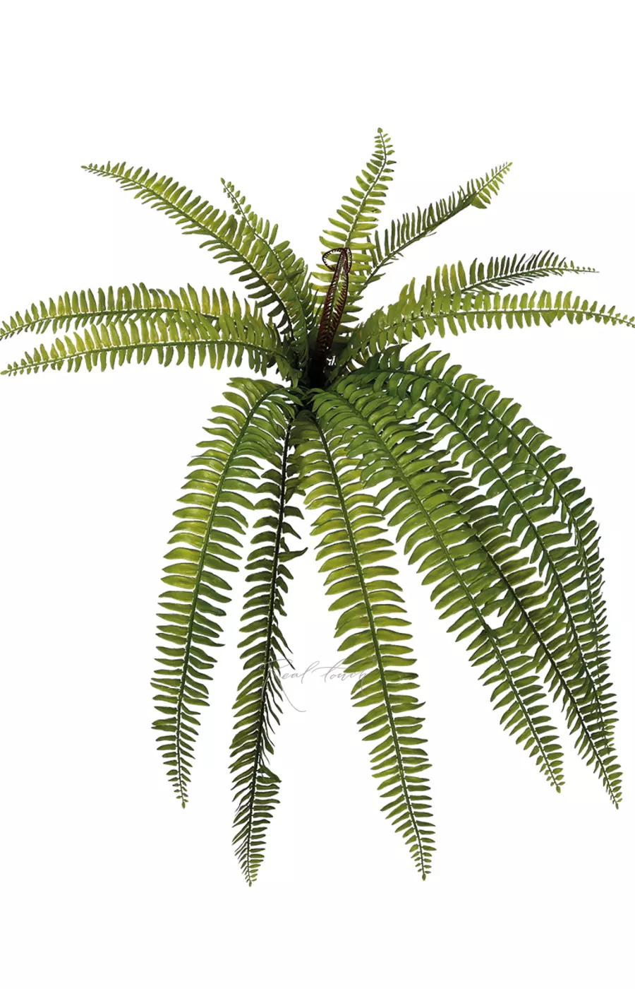 Нефролепис Экзальтата 70см - Зеленый Нефролепис Экзальтата 70см - Зеленый