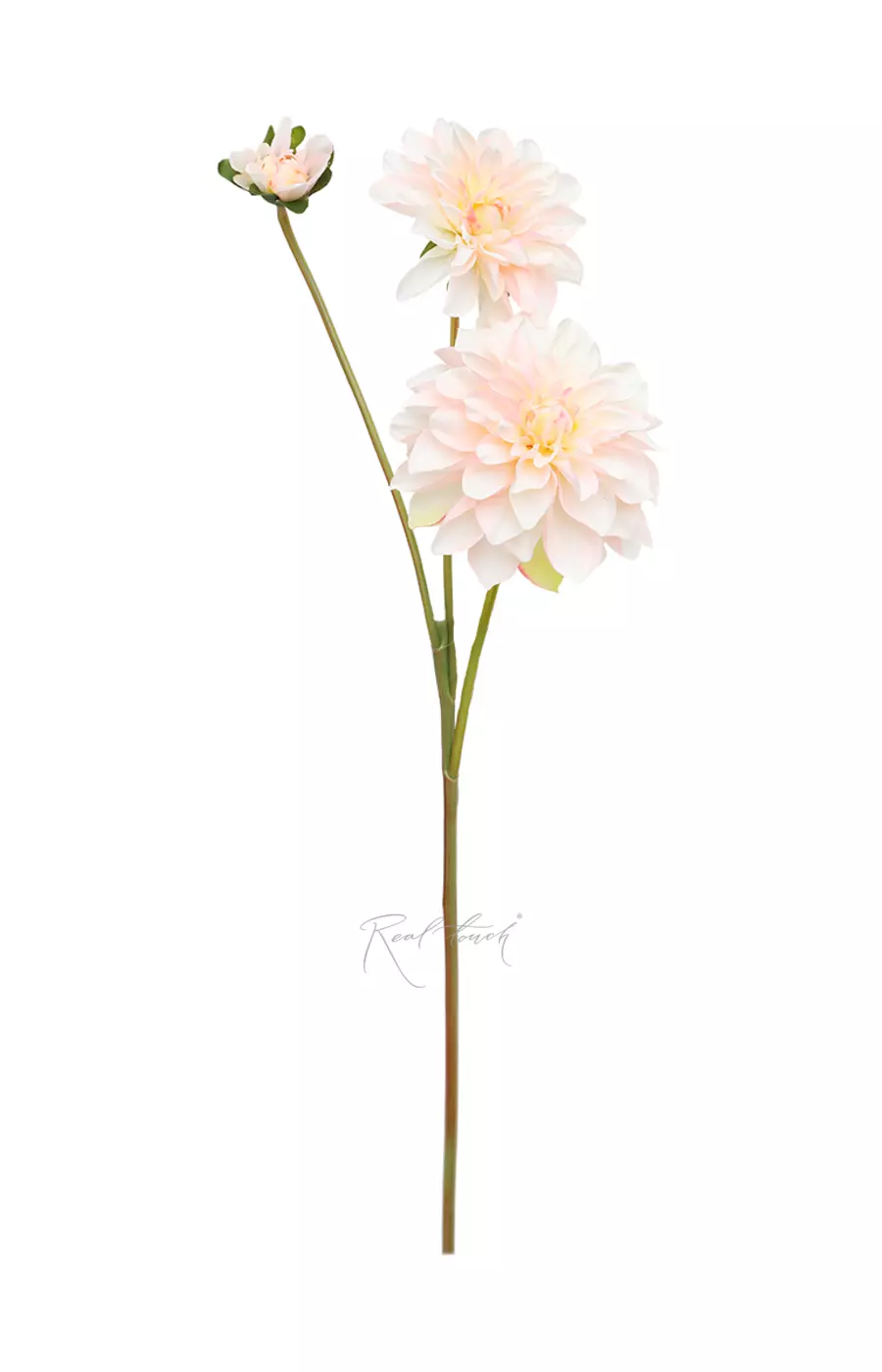 Георгин  - Бело-розовый