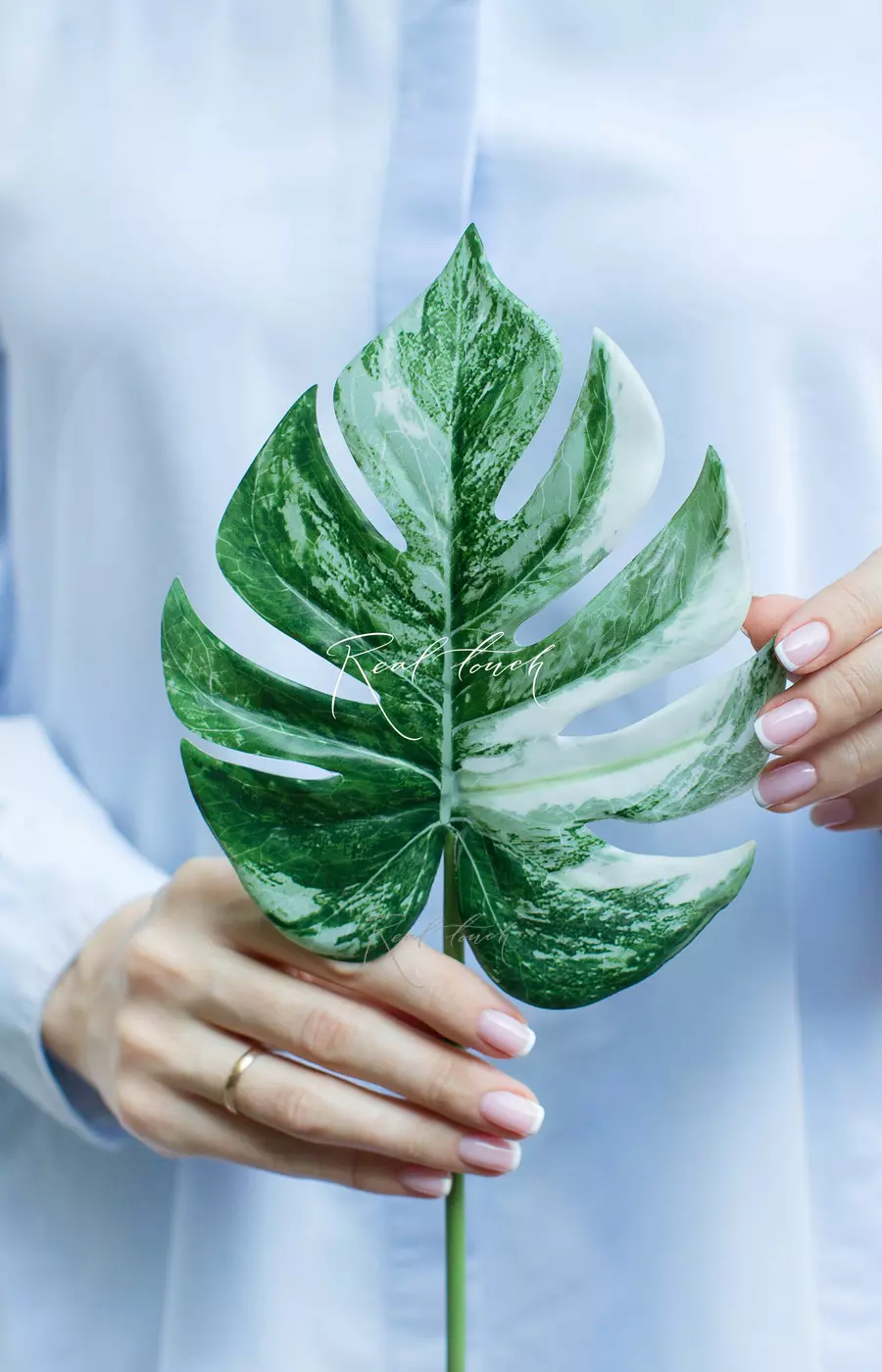 Лист вариегатной монстеры малый вид 2 - Бело-зеленый