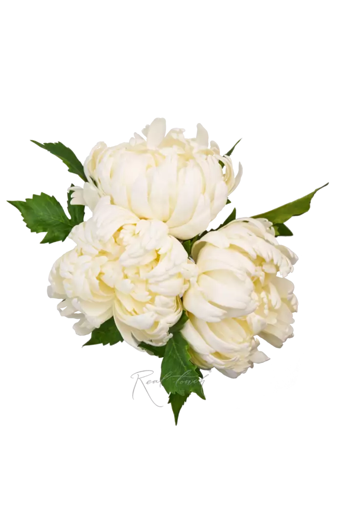 Букет хризантем Венский бал из 3 шт - Белый