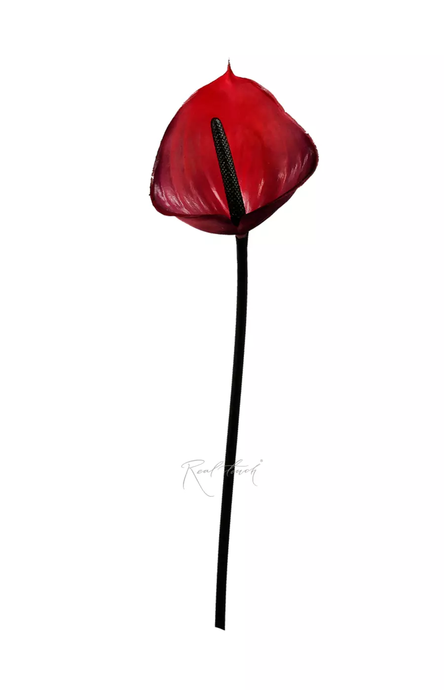 Антуриум малый - Рубиновый