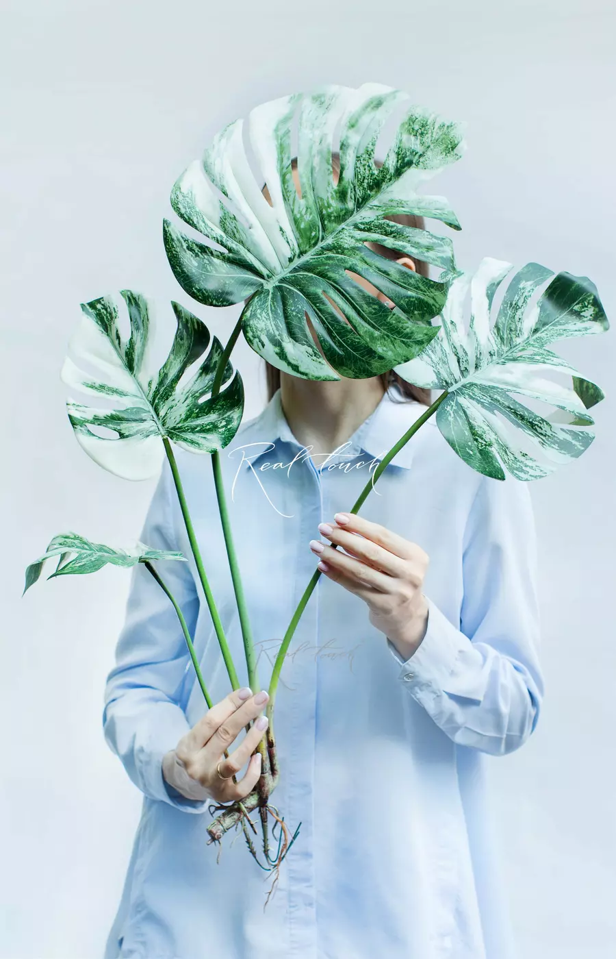 Куст вариегатной монстеры из 4 листьев с корнями - Бело-зеленый