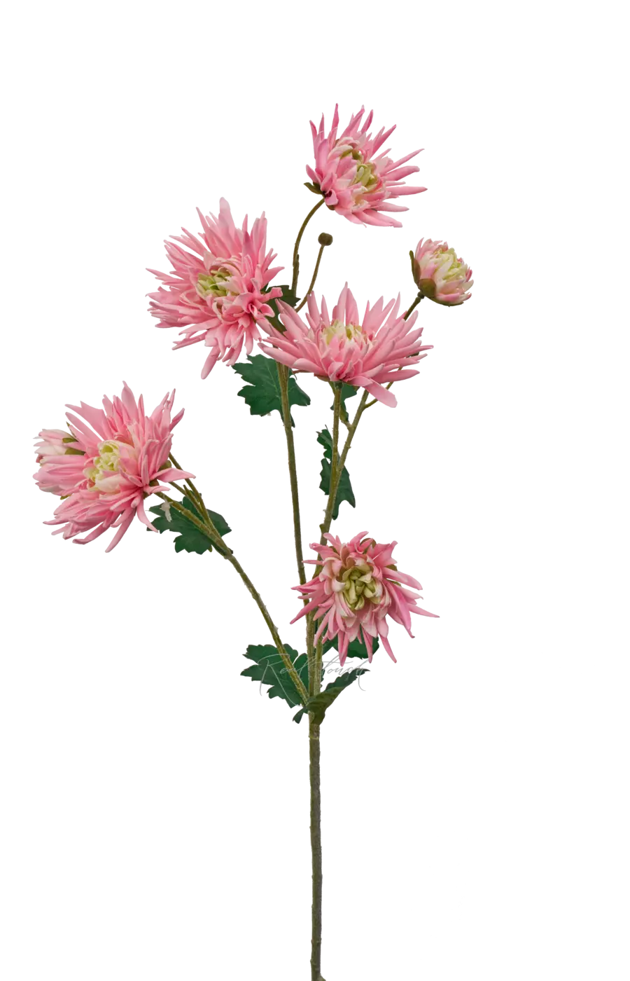 Хризантема Анастасия - Розовый