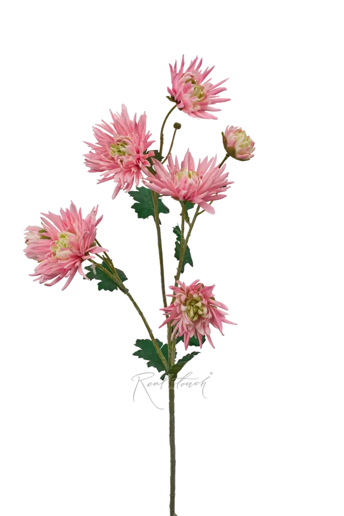 Хризантема Анастасия - Розовый