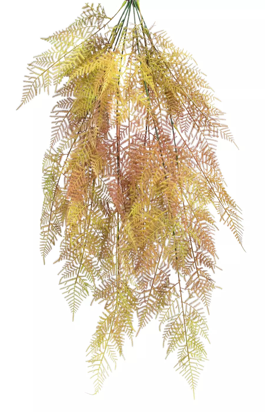 Аспарагус перистый - Осень