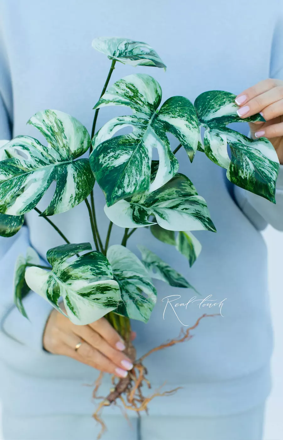 Куст вариегатной монстеры из 12 листьев с корнями - Бело-зеленый