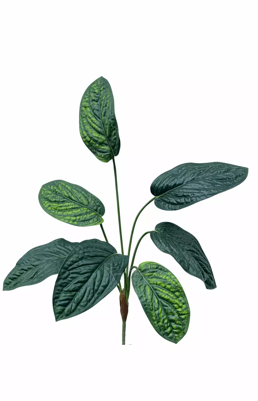 Аглаонема куст из 7 листьев - Зеленый