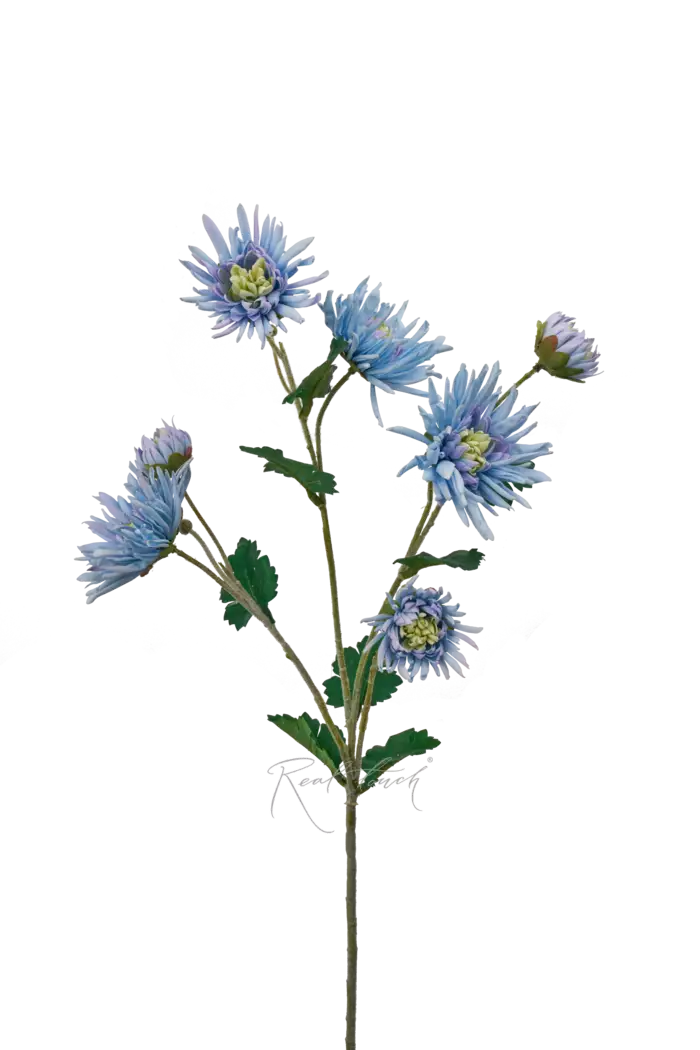 Хризантема Анастасия - Голубой