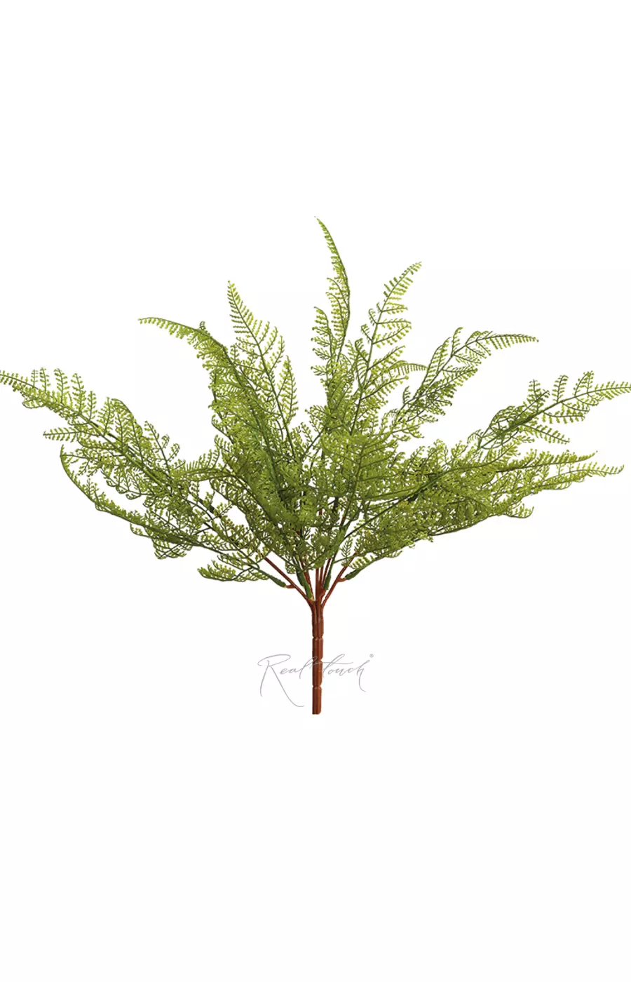 Пузырник Альпийский - Зеленый