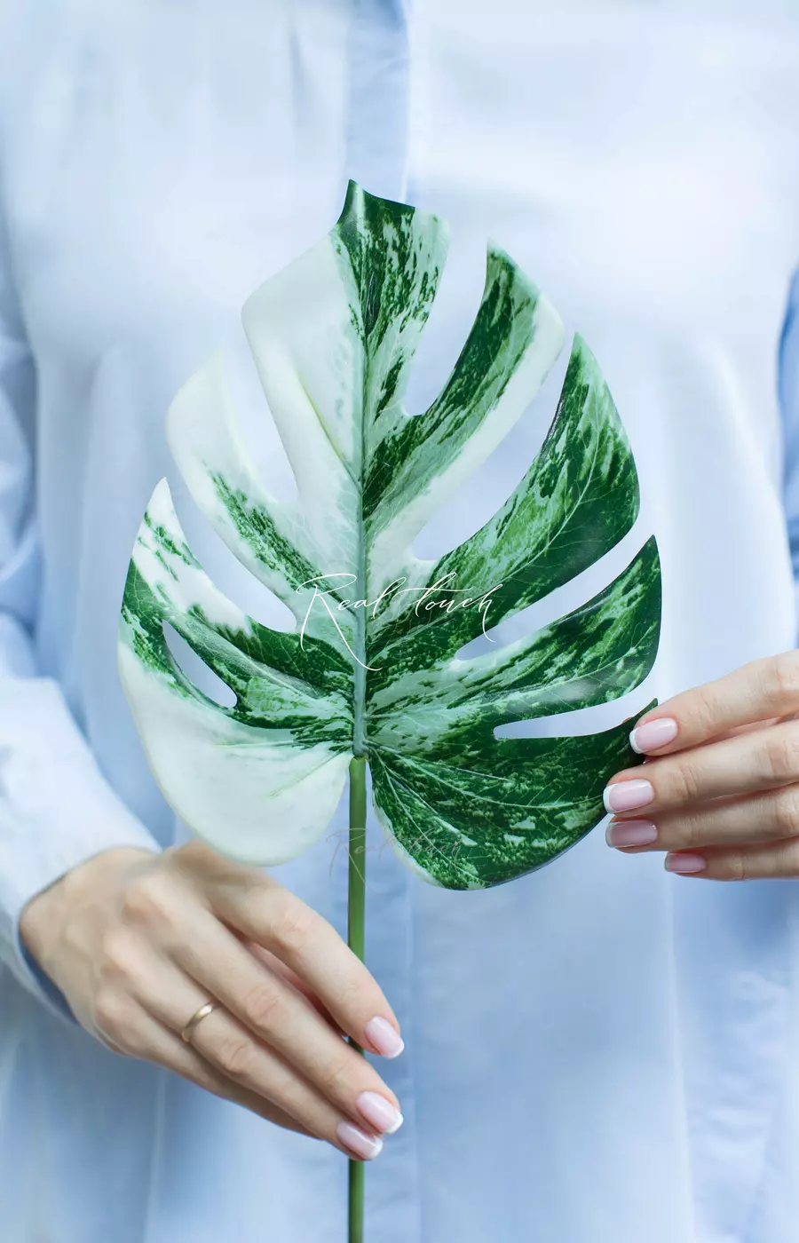 Лист вариегатной монстеры малый - Бело-зеленый