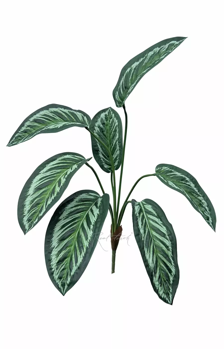 Аглаонема куст из 7 листьев - Зеленый (светлые полосы)