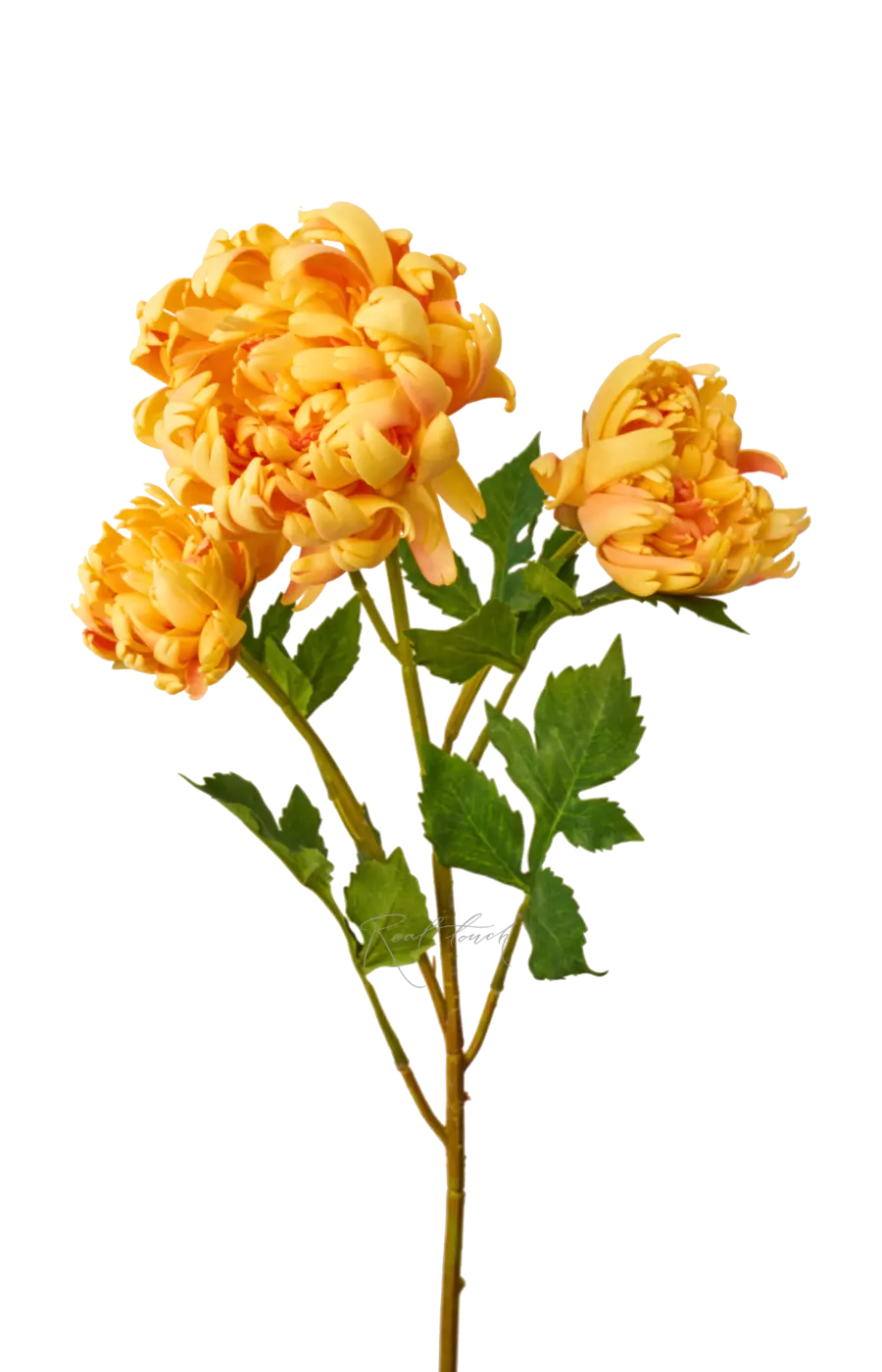 Хризантема Венский бал - Желтый