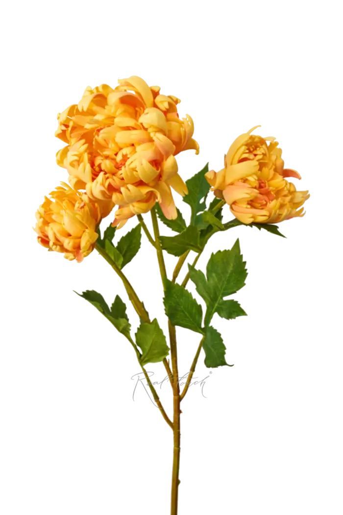 Хризантема Венский бал - Желтый