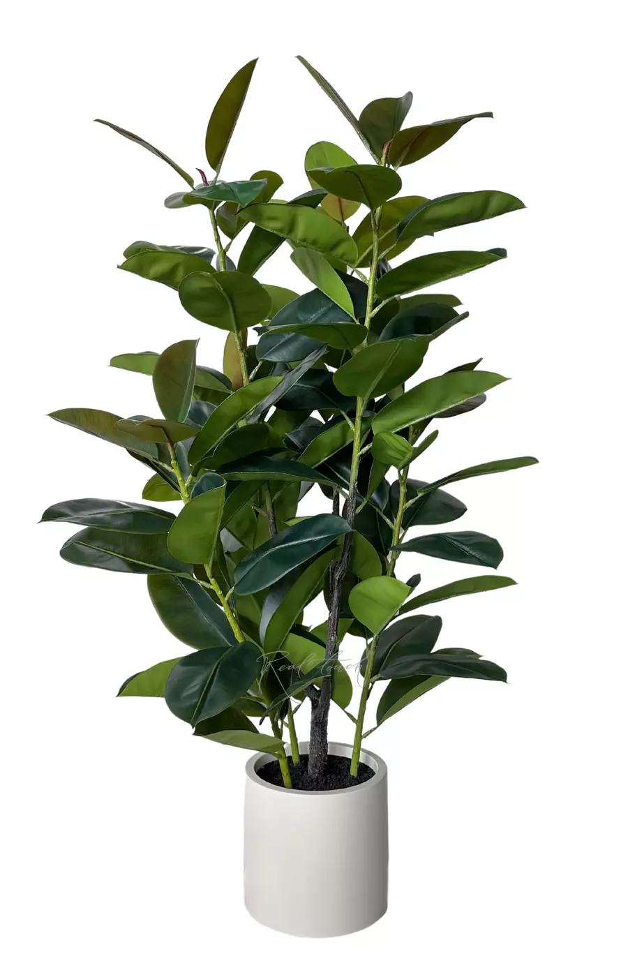 Фикус Эластика в декоративном кашпо 150 см - Зеленый