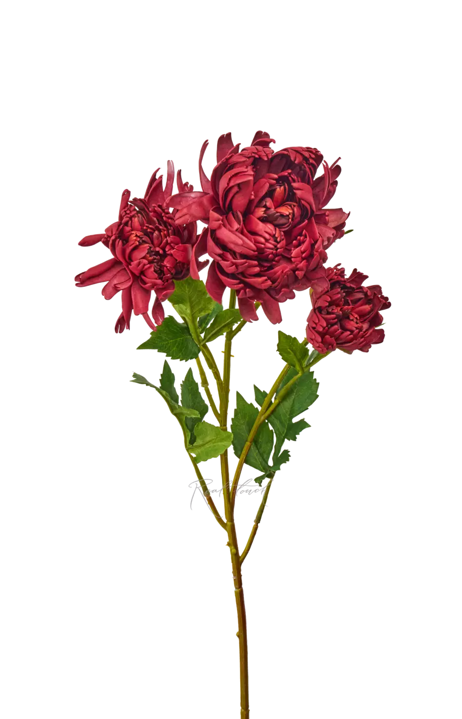 Хризантема Венский бал - Бордо