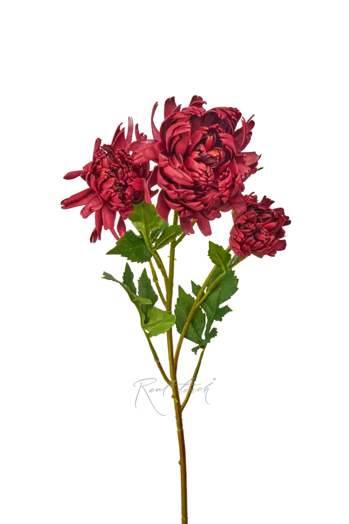 Хризантема Венский бал - Бордо