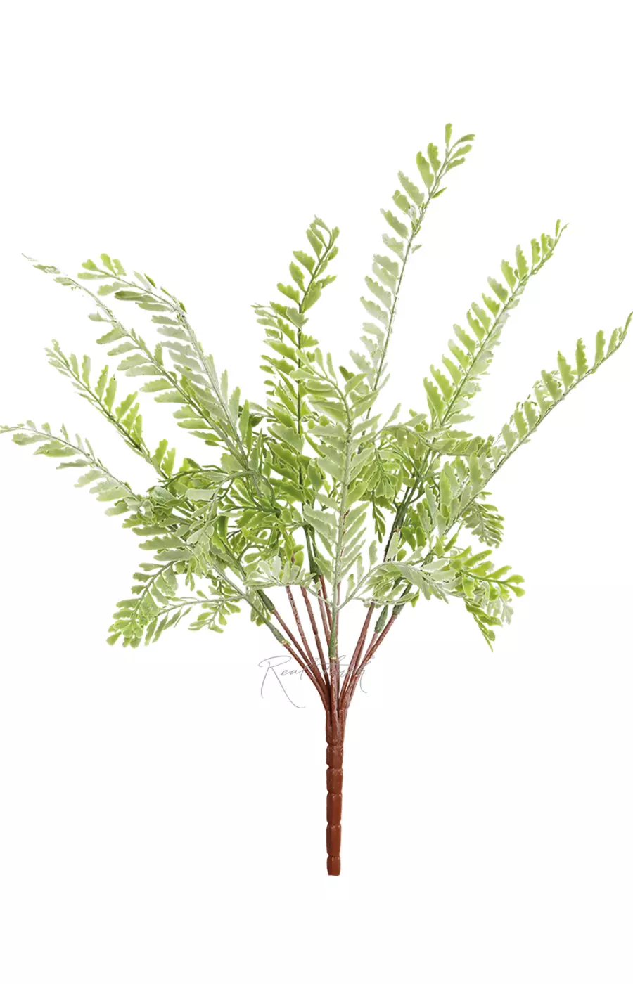 Адиантум стоповидный - Пыльно-зеленый