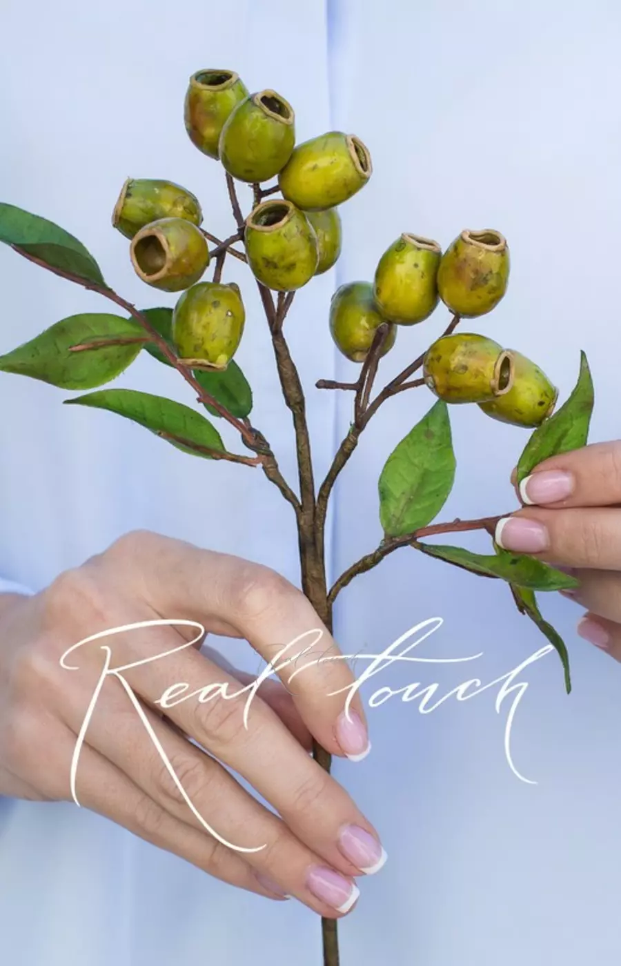 Ветка с плодами эвкалипта - Зеленый Ветка с плодами эвкалипта - Зеленый