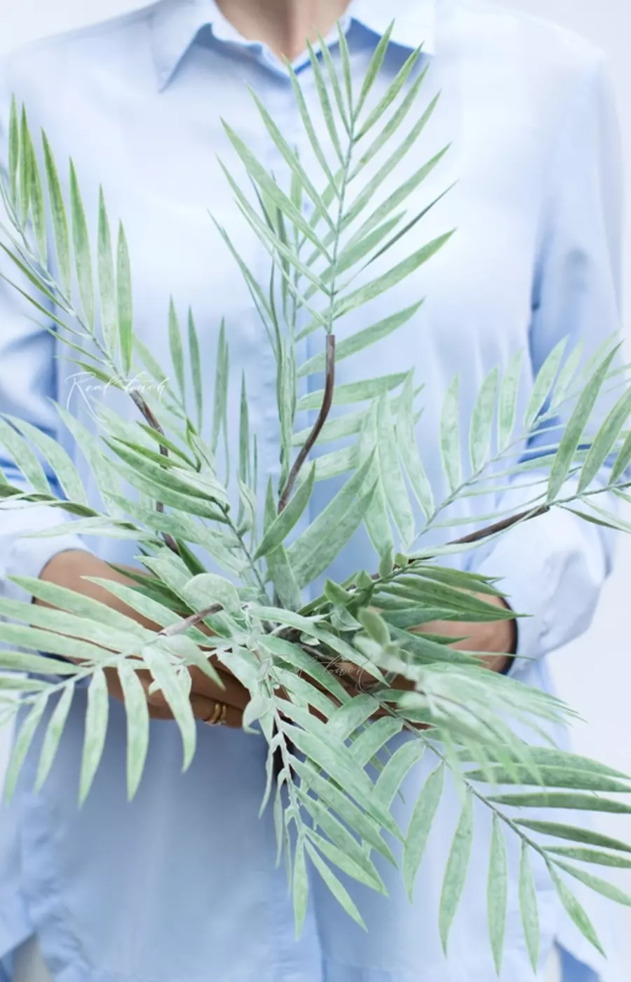 Бамбуковая пальма - Пыльно-зеленый