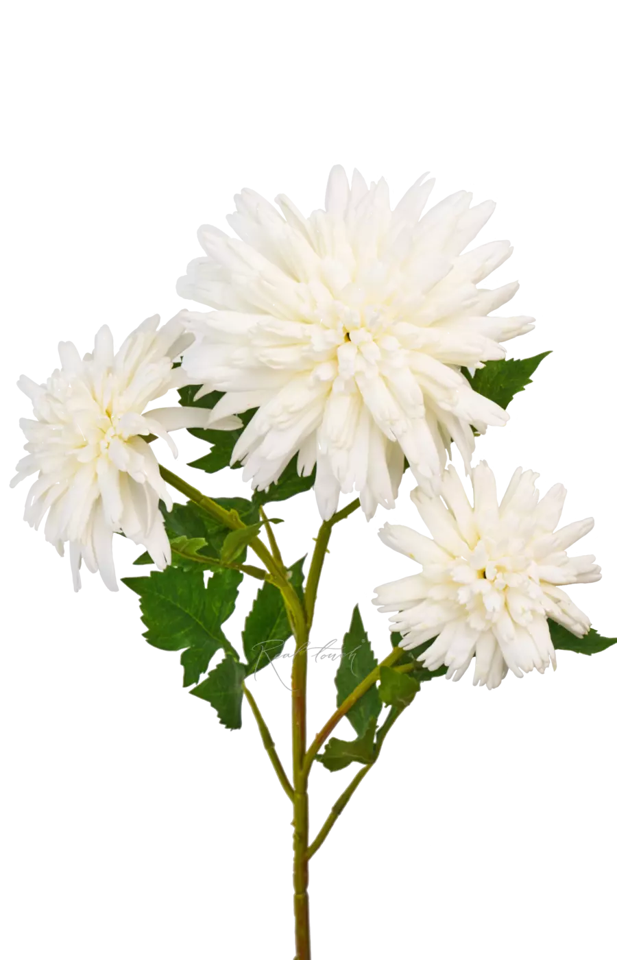 Хризантема Корейская - Белый