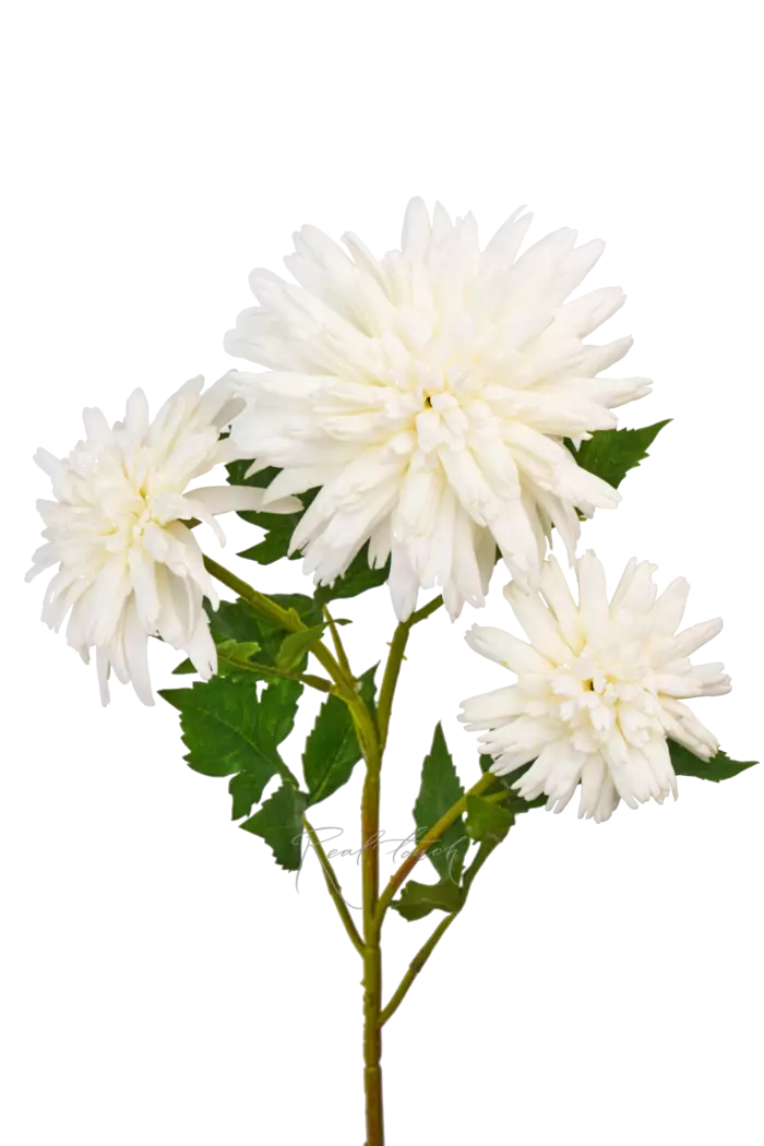 Хризантема Корейская - Белый