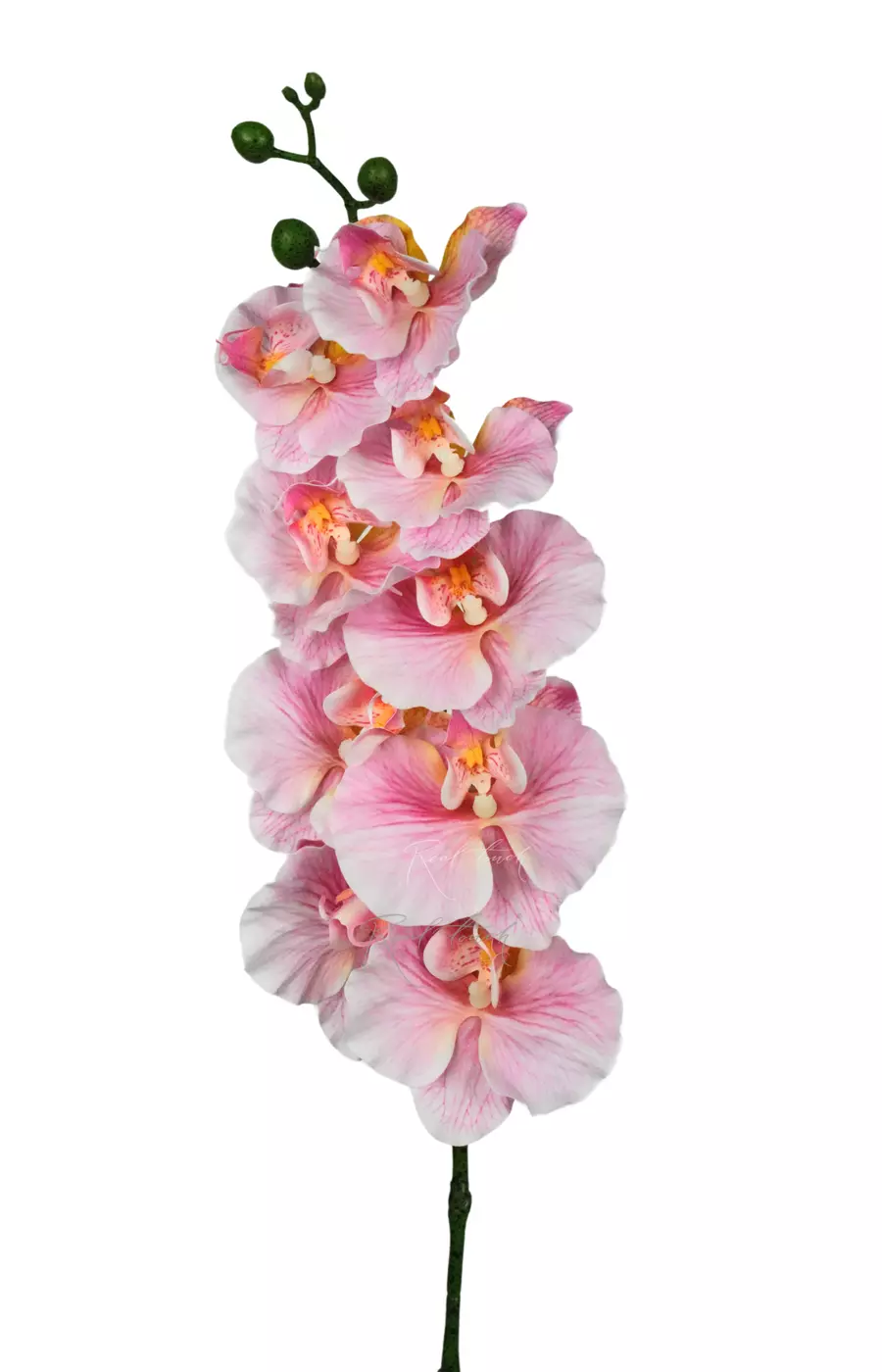 Орхидея 9 соцветий - Ярко-розовый Орхидея 9 соцветий - Ярко-розовый