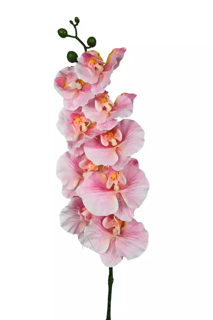 Орхидея 9 соцветий  - Ярко-розовый