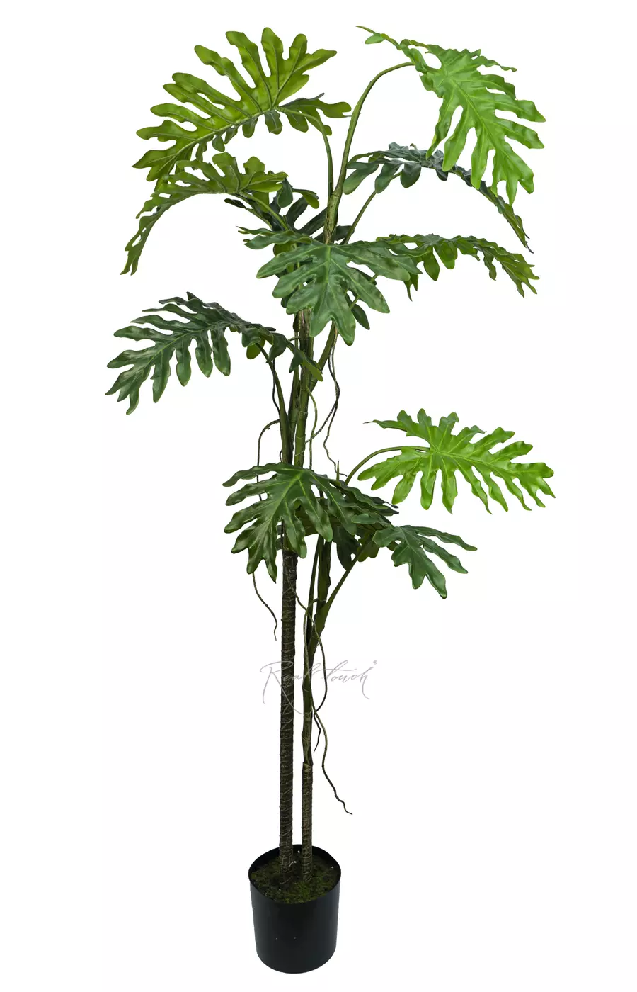 Филодендрон двоякоперистый лиана 200см в кашпо - Зеленый