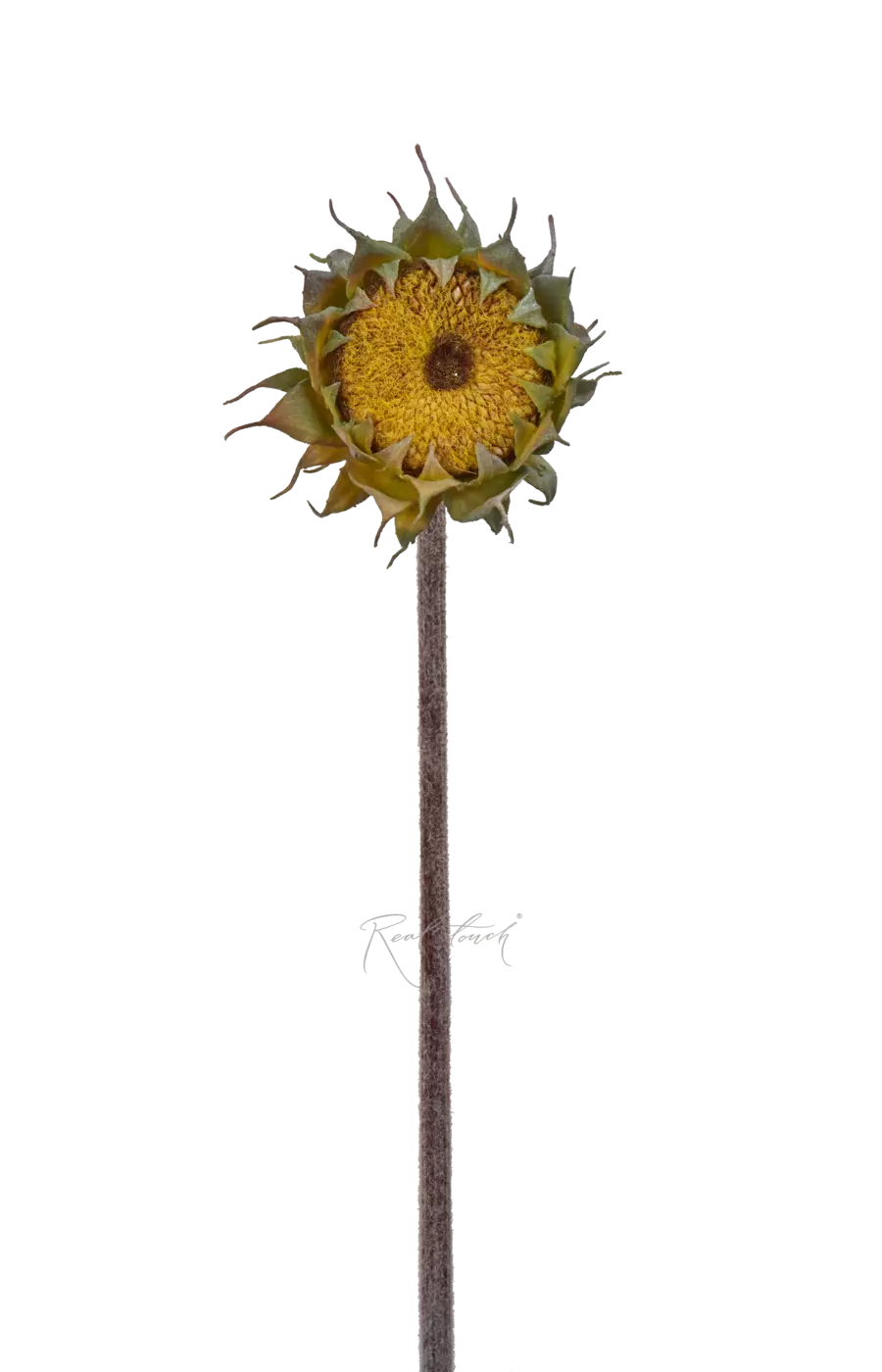 Подсолнух без лепестков - Желтый