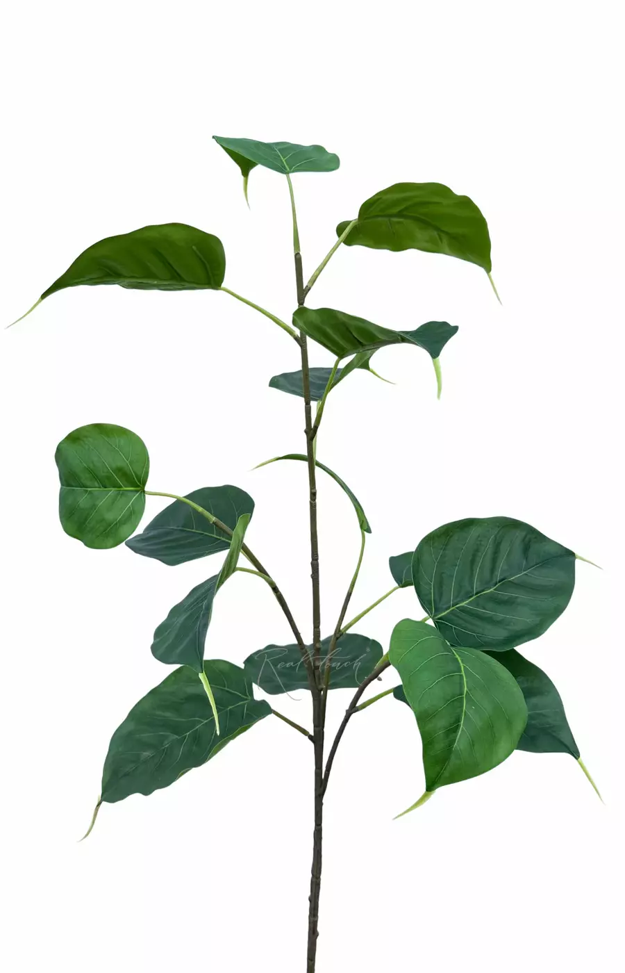 Ветка фикуса Эдем малая - Темно-зеленый