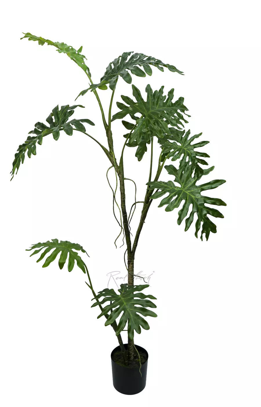 Филодендрон двоякоперистый лиана 168 см в кашпо - Зеленый