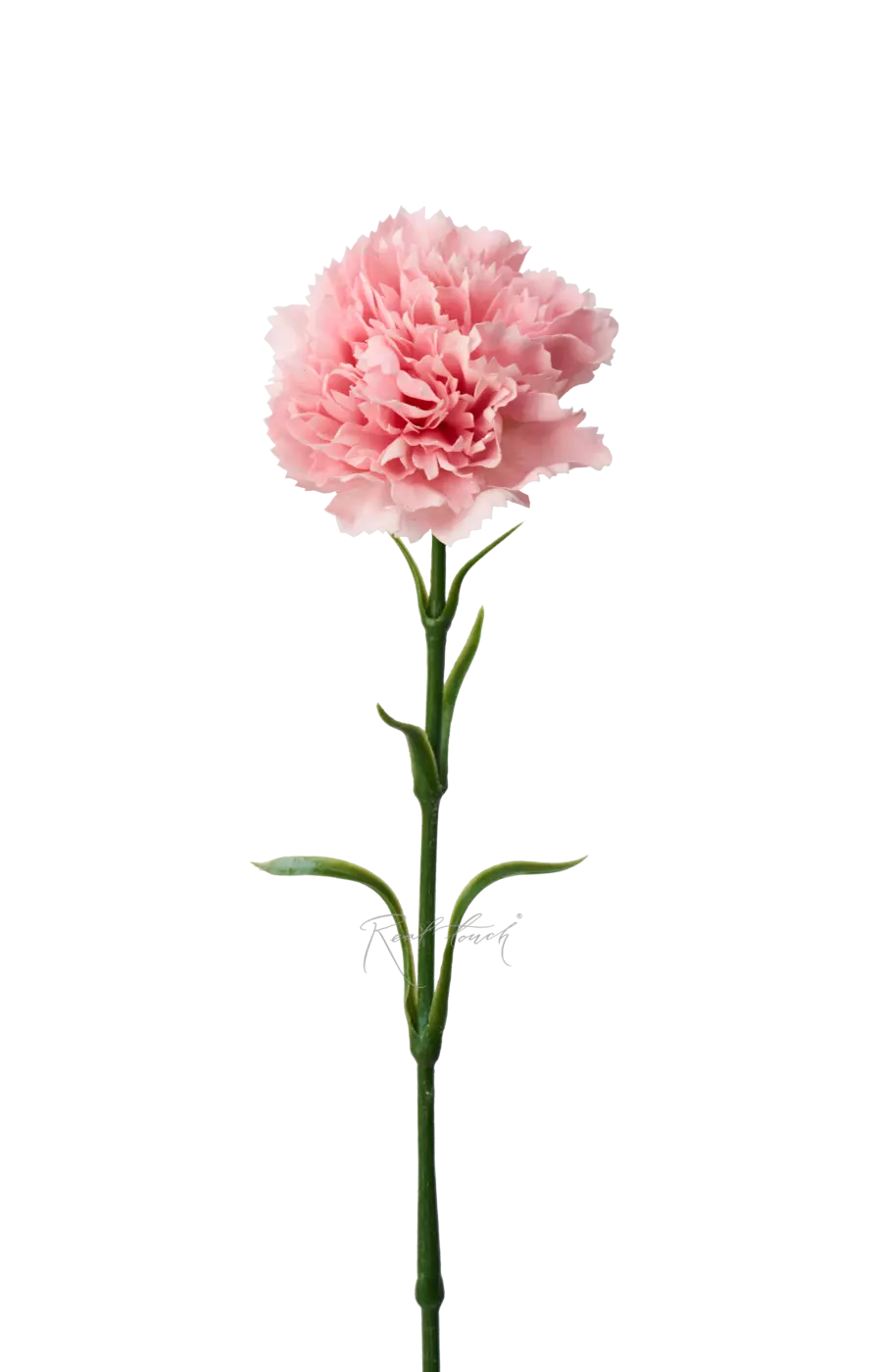 Гвоздика (Диантус) - Розовый