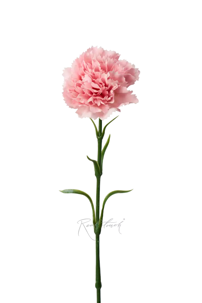 Гвоздика (Диантус) - Розовый