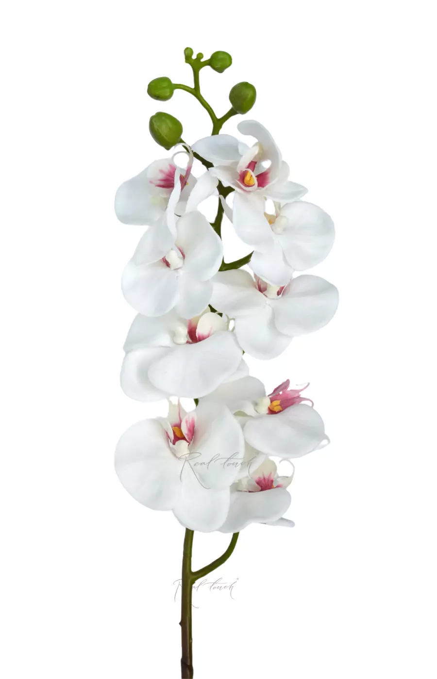 Орхидея фаленопсис 9 соцветий - Белый Орхидея фаленопсис 9 соцветий - Белый