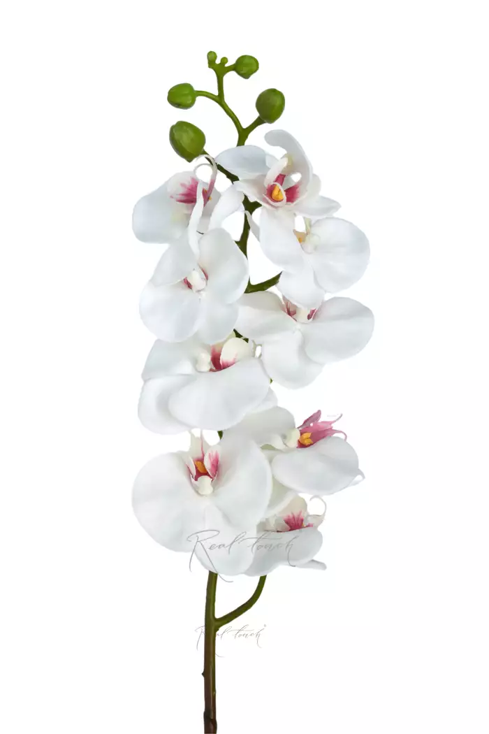 Орхидея фаленопсис 9 соцветий - Белый
