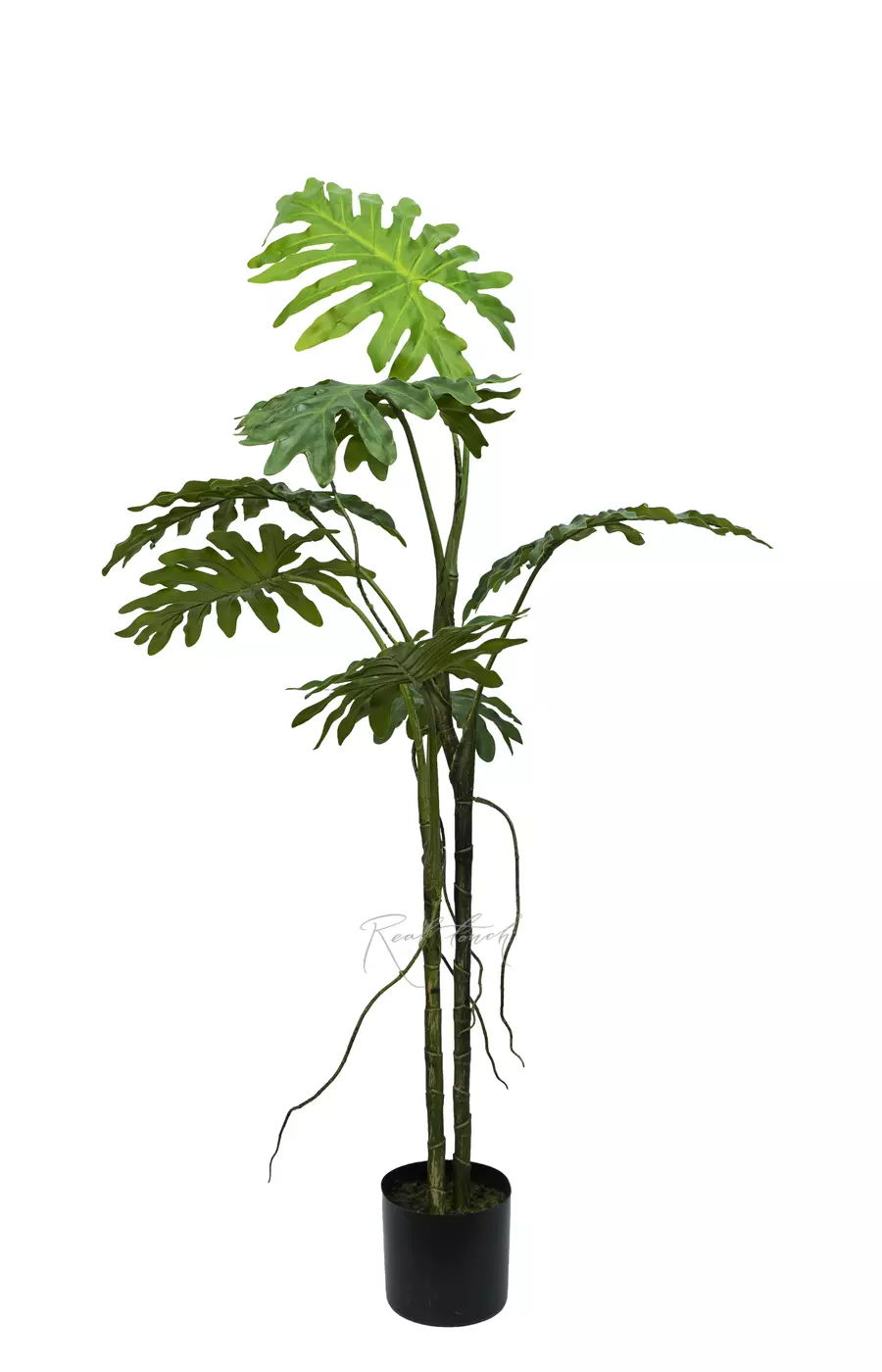 Филодендрон двоякоперистый лиана 130 см в кашпо - Зеленый